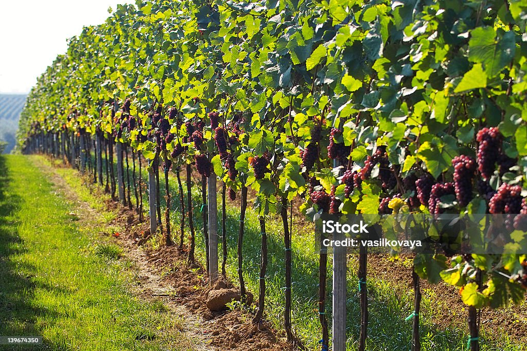 Rangées de raisins - Photo de Affluence libre de droits