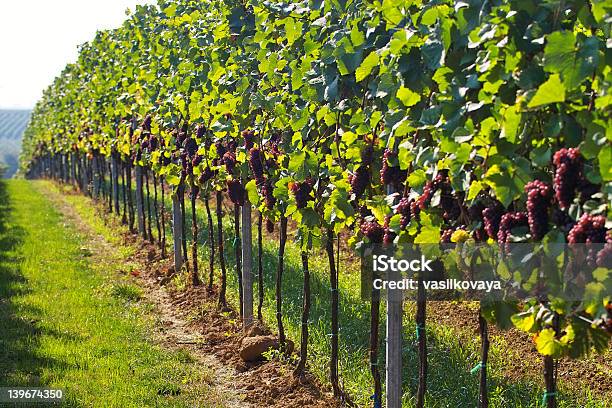 Vino Uva Righe - Fotografie stock e altre immagini di Affollato - Affollato, Agricoltura, Azienda vinicola