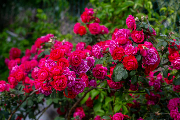 istock Group of roses with red leaves 1396743665