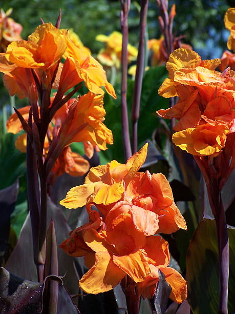 istock orange canna lily 139674381
