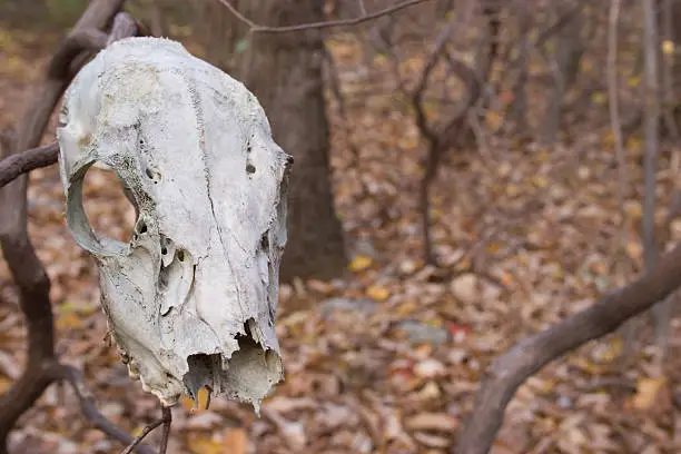 Deer Skull hanging on a branch in the woods, only the skull is in focus.