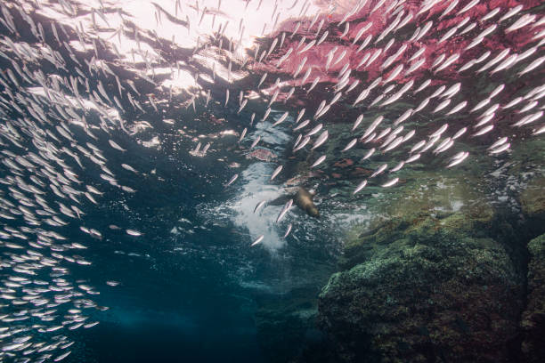 istock Underwater in La Paz 1396744629
