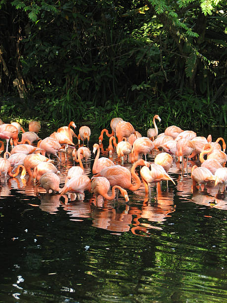 istock Pink Flamingoes 139674531
