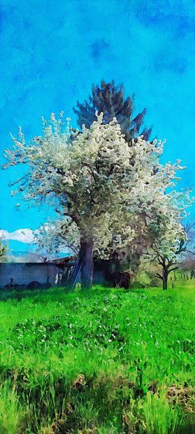 Watercolor effect of a panoramic view of flowering tree in the Vipava Valley during springtime, view of Karst plateau in the background. Vertical view of white flowering tree on a green meadow and other trees in the background. Watercolor effect on a photography.