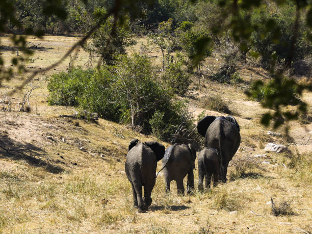 istock Elephant Family Trip 1396746223
