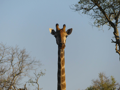 A giraffe stretching its neck upwards while looking at the camera