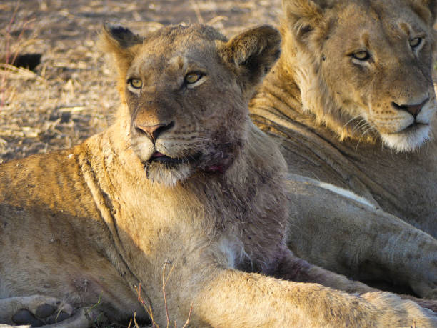 istock Injured Lion 1396746300