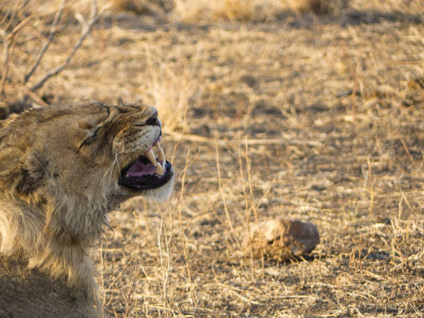 istock Toothy Lion Yawn 1396746301