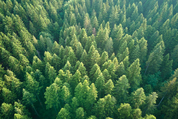 vista aérea del bosque de pinos verdes con abetos oscuros. paisaje boscoso del norte desde arriba - forest tundra fotografías e imágenes de stock