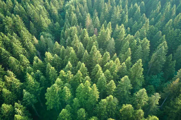 Photo of Aerial view of green pine forest with dark spruce trees. Nothern woodland scenery from above