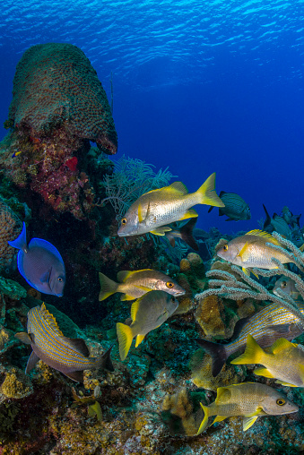 View of the stunning marine life in Little Cayman Island, Cayman Islands