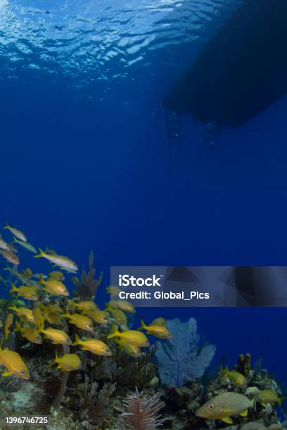 Diving In The Caribbean Sea Stock Photo - Download Image Now - Animal Behavior, Animal Themes, Animal Wildlife