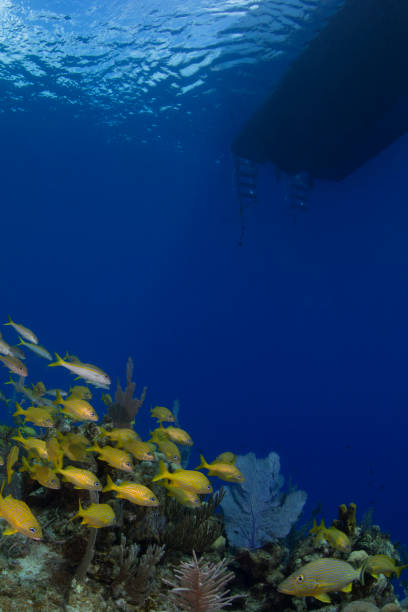 nurkowanie na morzu karaibskim - chryzor zdjęcia i obrazy z banku zdjęć