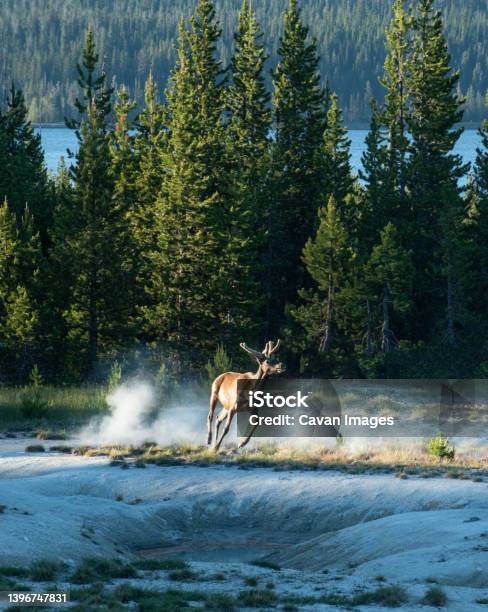 An Elk Kicks Up Dust As It Runs Around Hot Springs In Yellowston Stock Photo - Download Image Now