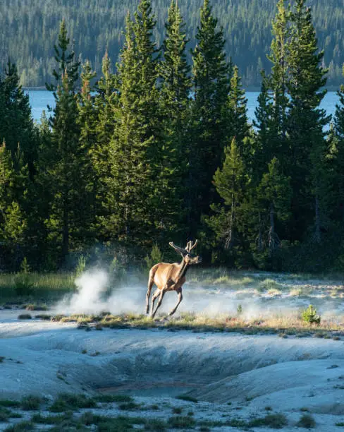 Photo of An elk kicks up dust as it runs around hot springs in Yellowston