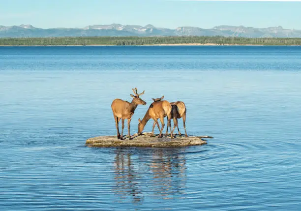 A group of elk standing on a small island in Yellowstone Lake. in United States, Wyoming, Lake
