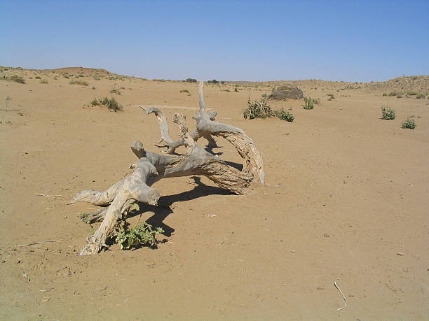 Árbol muerto en desierto - foto de stock