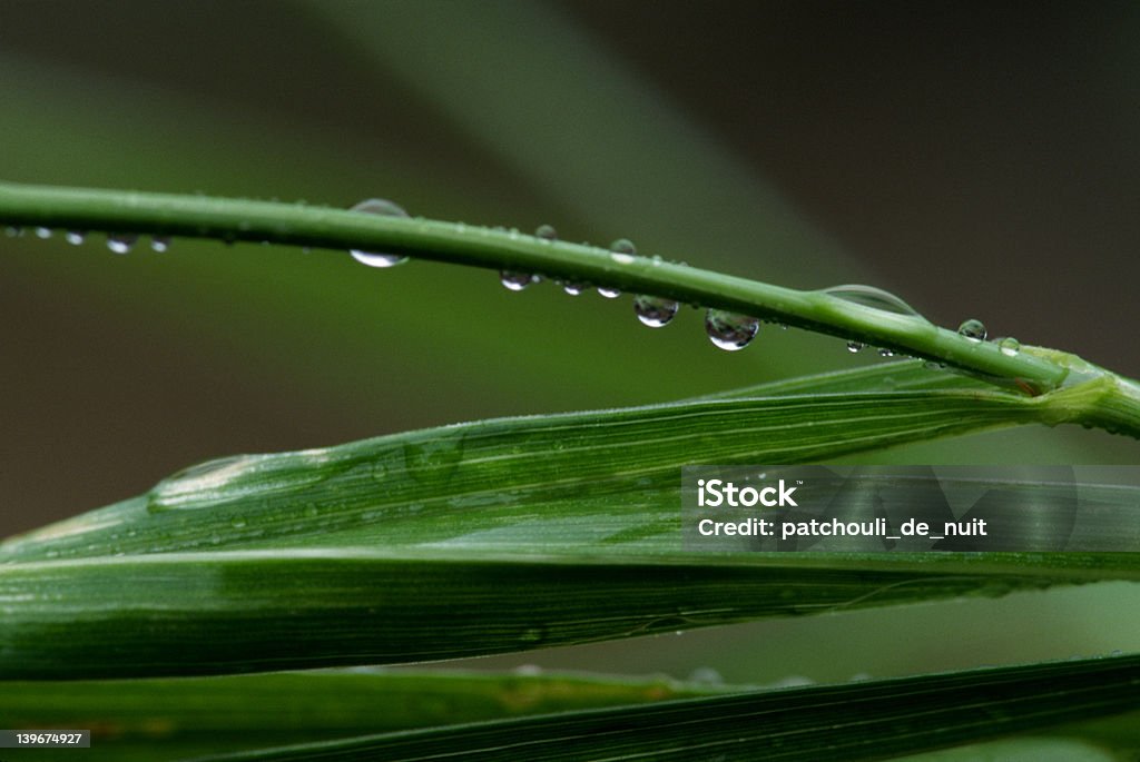 Hojas de hierba, gotas de agua, Sweetgrass - Foto de stock de Agua libre de derechos