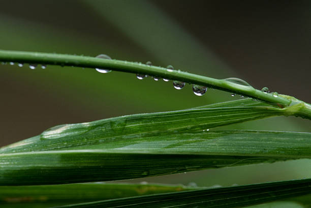 Blades of Grass, Water Droplets, Sweetgrass stock photo