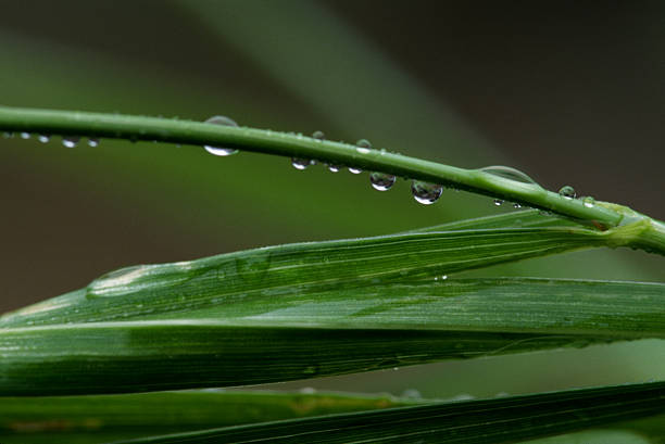 лезвий трава, капли воды, sweetgrass - sweet grass фотографии стоковые фото и изображения