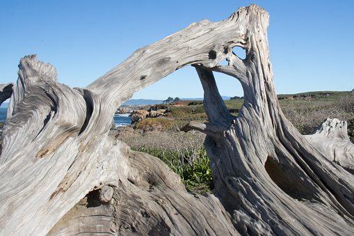 view of shoreline through driftwood opening