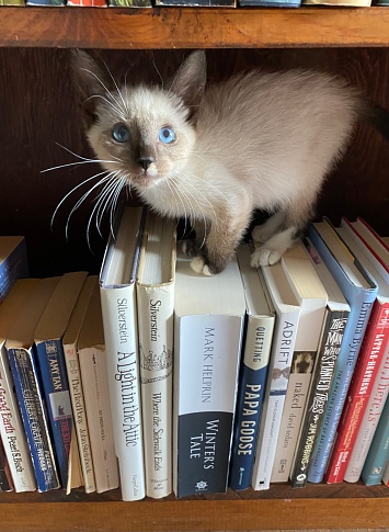 Kitten climbing in bookshelf