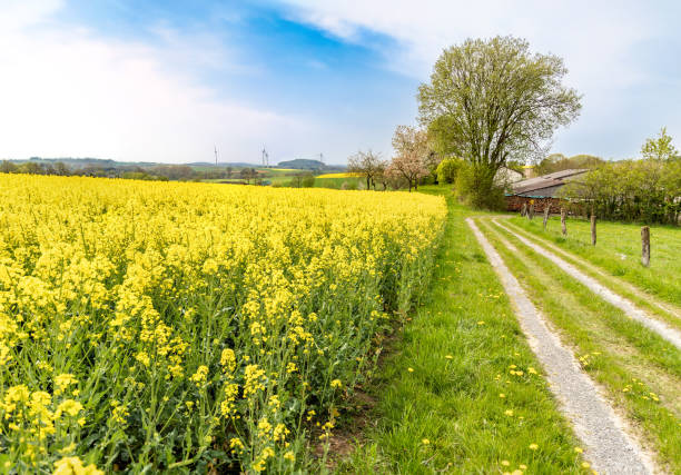 istock Blooming rapeseed field, rural landscape 1396750082