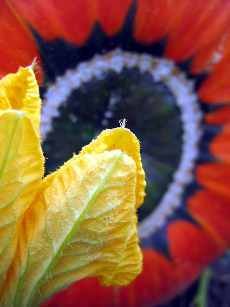 Fiore di zucca - foto stock