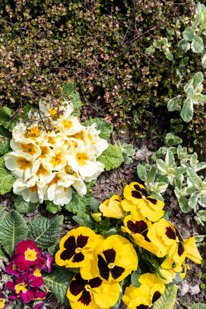 istock Floral background, primrose, pansy and ornamental shrub 1396750832