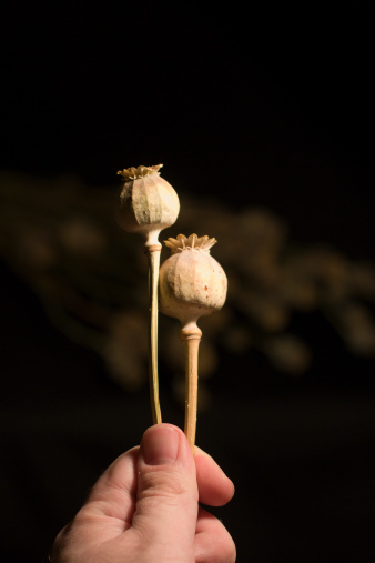 A male hand holding 2 dried poppy pods