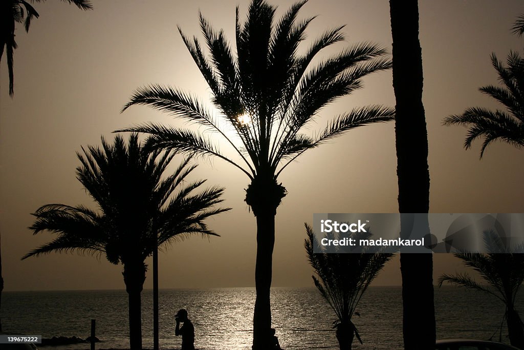 Tramonto a sud di Tenerife - Foto stock royalty-free di Albero