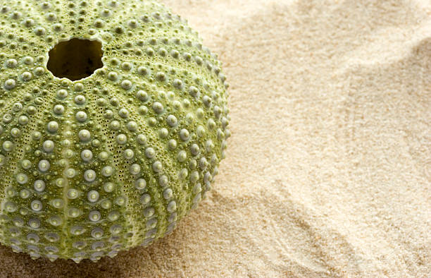 istock Sea Urchin and Sand 139675223