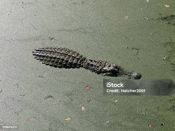 Aligátor - Fotografias de stock e mais imagens de Alga - Alga, Alta Sociedade, Animal Cativo