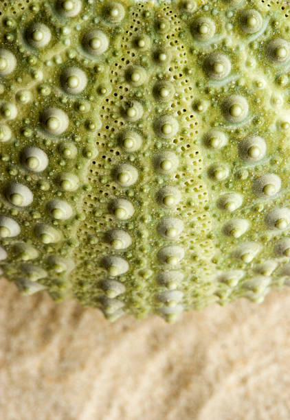 istock Outer wall detail of a sea urchin 139675266
