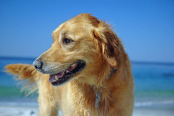 istock Golden Retriever at Beach 139675285