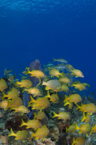 istock Caribbean sea and the marine life 1396753985