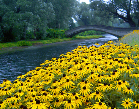 The flowers in the foreground are called black-eyed susans.  This is the state flower of Maryland.