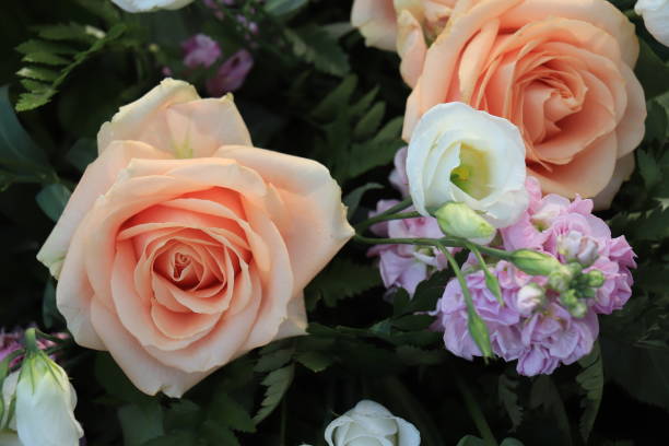 Peach colored roses stock photo