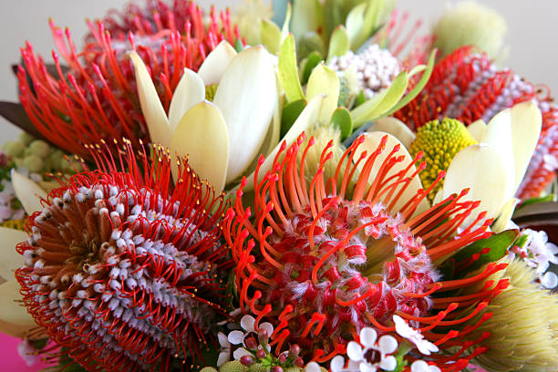 Australian Native Wildflowers Photo of a native bunch of Australian flowers. downunder stock pictures, royalty-free photos & images