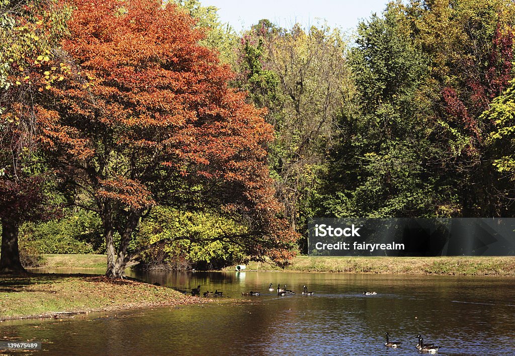 Fall In Here Fall Is Here Stock Photo - Download Image Now - Autumn, Colors, Duck ...