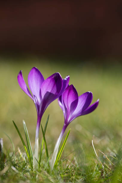 Crocus tommasinianus Ruby Giant in flower in springtime, England, United Kingdom