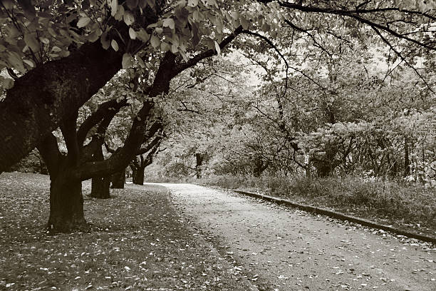 istock Path/Road in a Park With Trees in the Fall 139675527