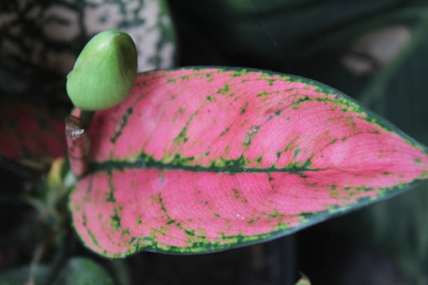 istock Aglonema leaves are pink and green 1396755662