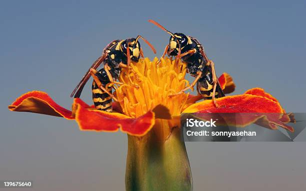 A Trabalhar O - Fotografias de stock e mais imagens de Amor - Amor, Criar Laços, Céu