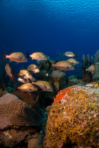 Caribbean marine life with the caesar grunt fish (Haemulon carbonarium) in Little Cayman - Cayman Islands