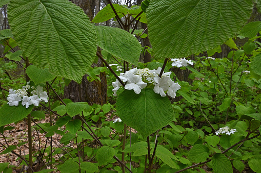 Hobblebush foliage and flowers (Viburnum lantanoides). This plant has large white outer flowers, which are sterile, and small greenish central flowers, which are fertile. Found in the northeastern U.S. and southeastern Canada. Tips of branches may root if they touch the ground, thereby \