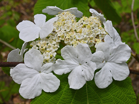 Flowers of hobblebush (Viburnum lantanoides), with its large white outer flowers, which are sterile, and small greenish central flowers, which are fertile. Found in the northeastern U.S. and southeastern Canada. Tips of branches may root if they touch the ground, thereby 