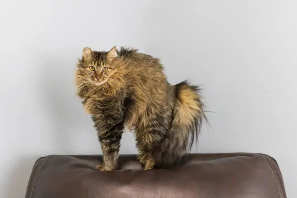 Photo of Young brown tabby cat is stretching and arching her back after sleep