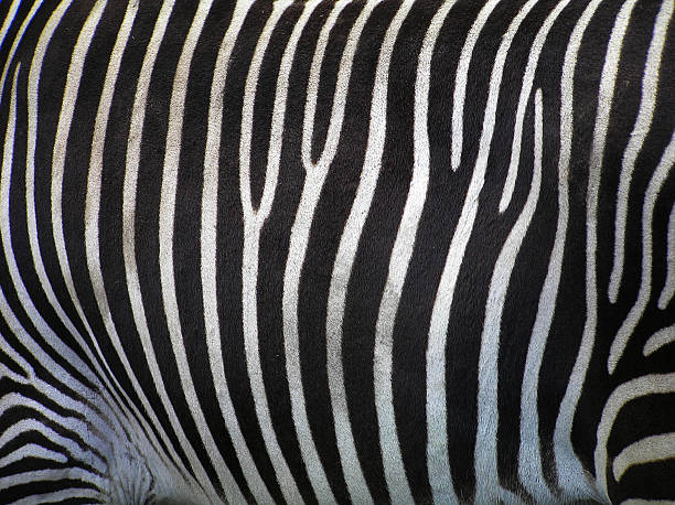 istock Details of zebra 139675746