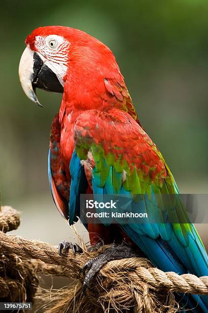 Papagaio - Fotografias de stock e mais imagens de Artificial - Artificial, Asa de animal, Bico
